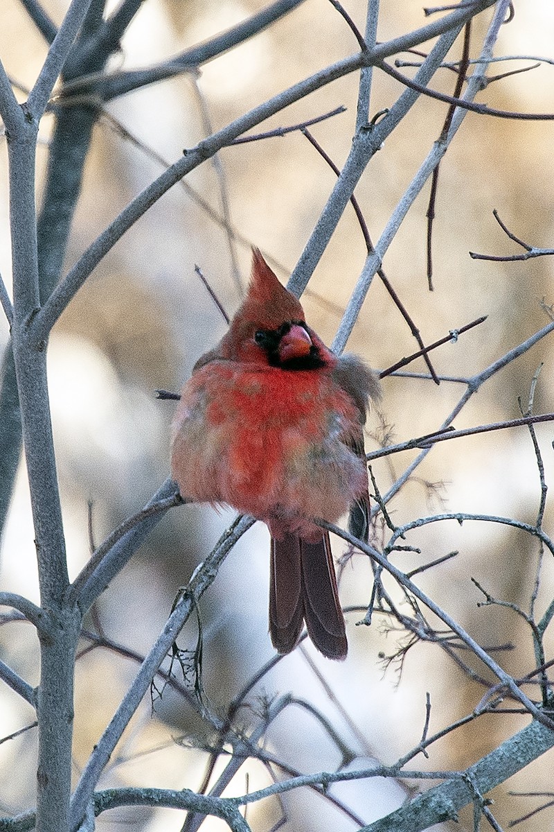 Кардинал червоний - ML646936408