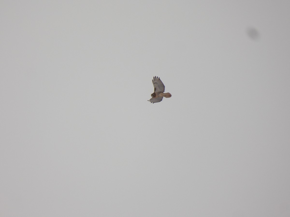 Poiana codarossa - ML646936409