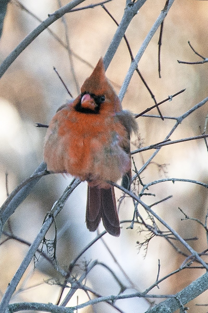 Кардинал червоний - ML646936410