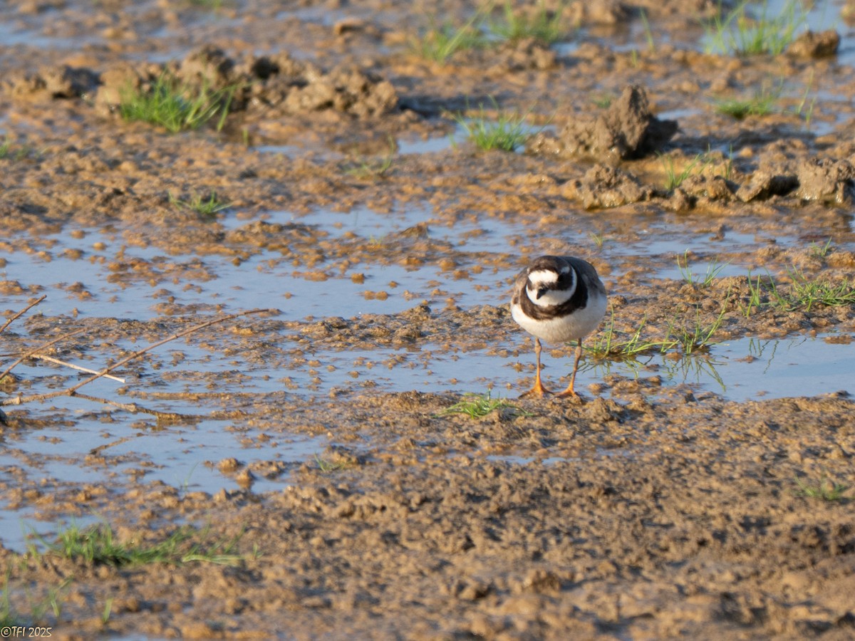 Common Ringed Plover - ML646936411