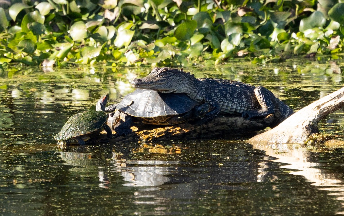 American Alligator - ML646936412