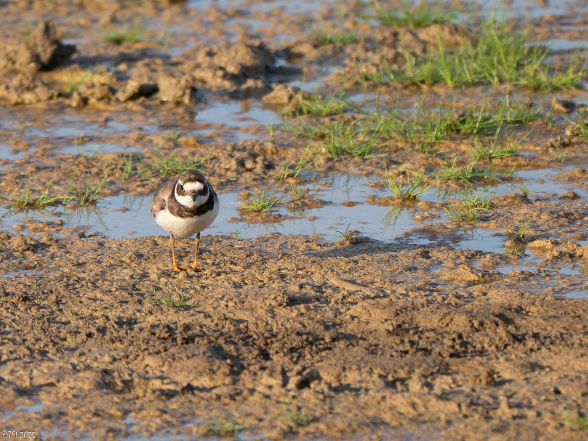 Common Ringed Plover - ML646936415