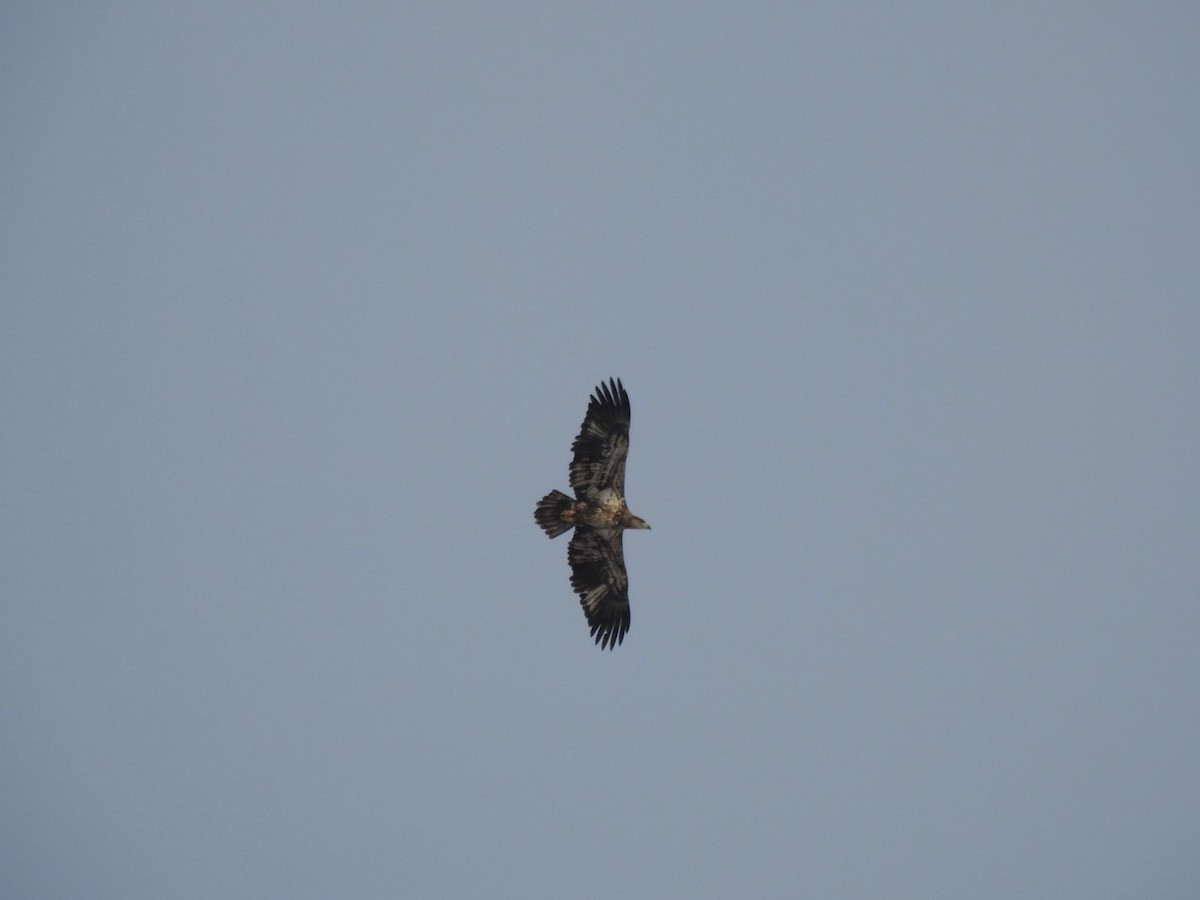 Орлан білоголовий - ML646936419