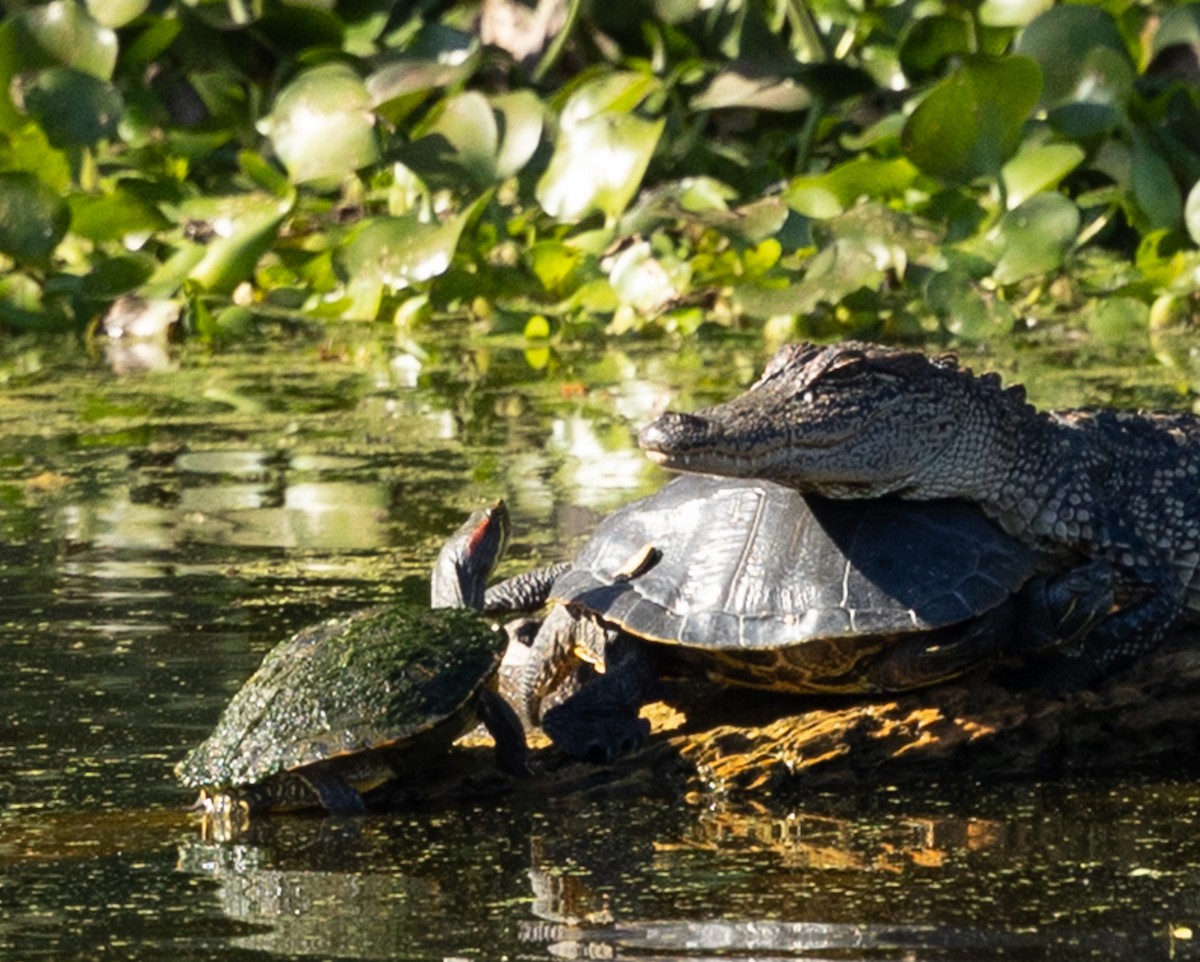 Red-eared Slider - ML646936422