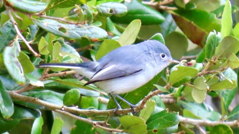 Perlita Grisilla - ML646936427