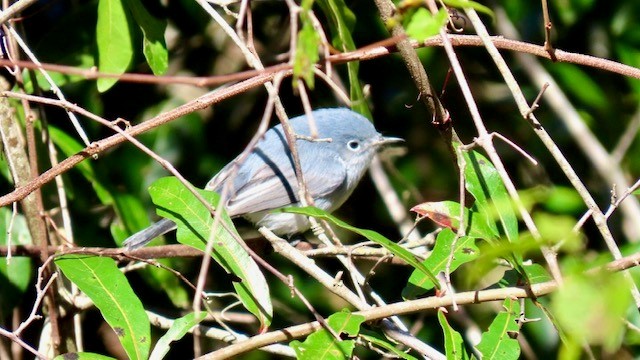 Perlita Grisilla - ML646936428