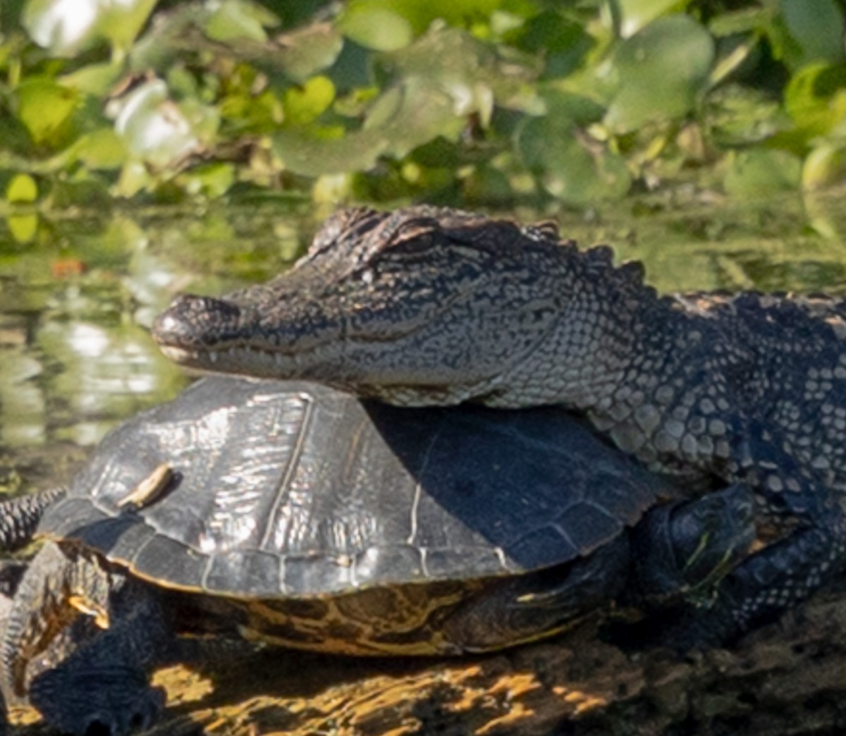 River Cooter - ML646936429