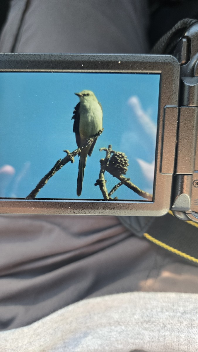 Scissor-tailed Flycatcher - ML646936439