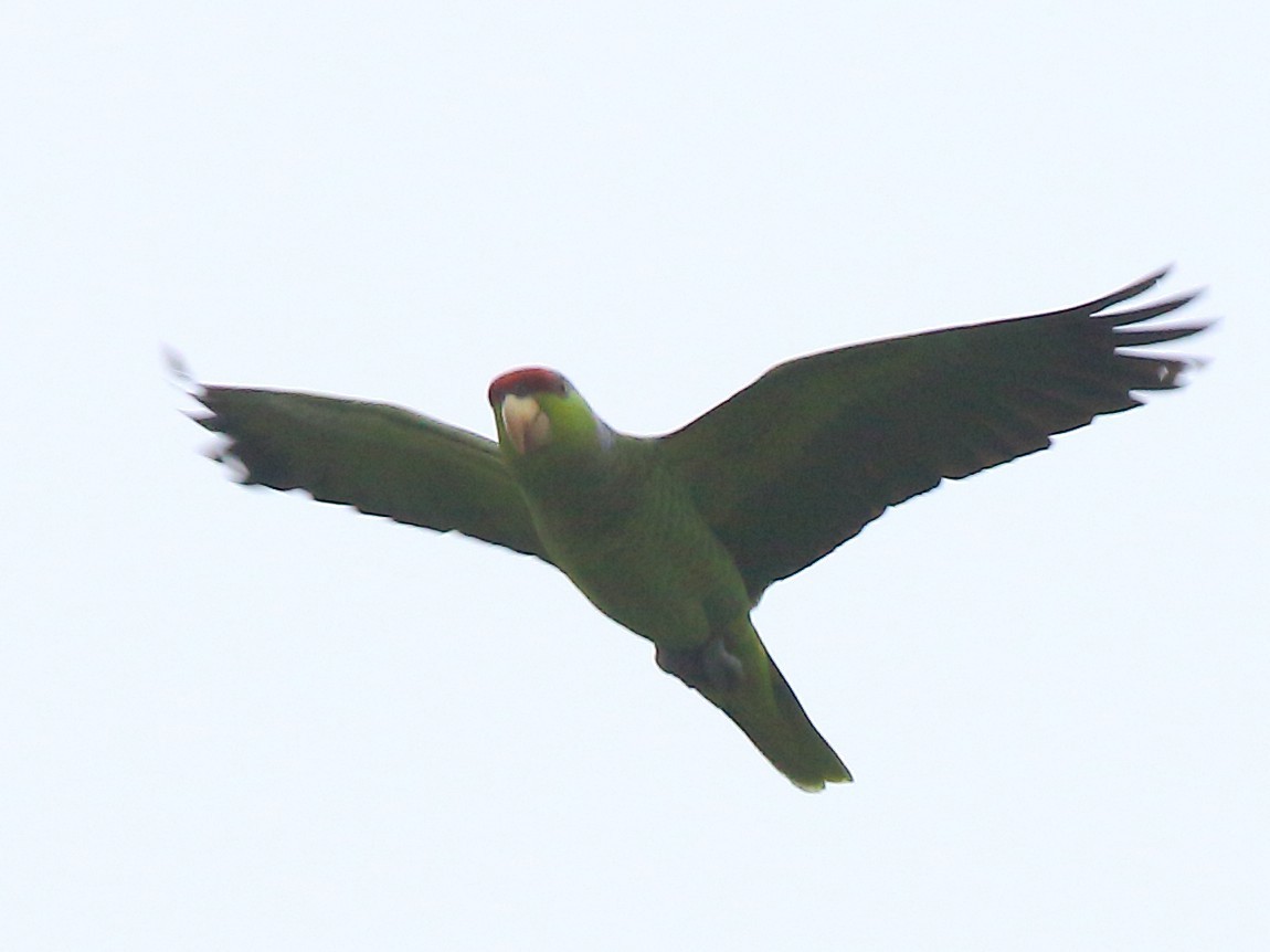 Амазон мексиканський - ML646936442