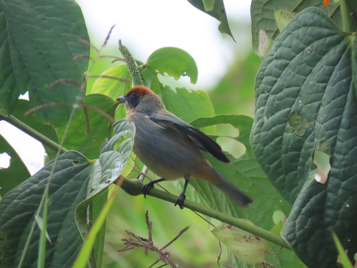 Scrub Tanager - ML646936443