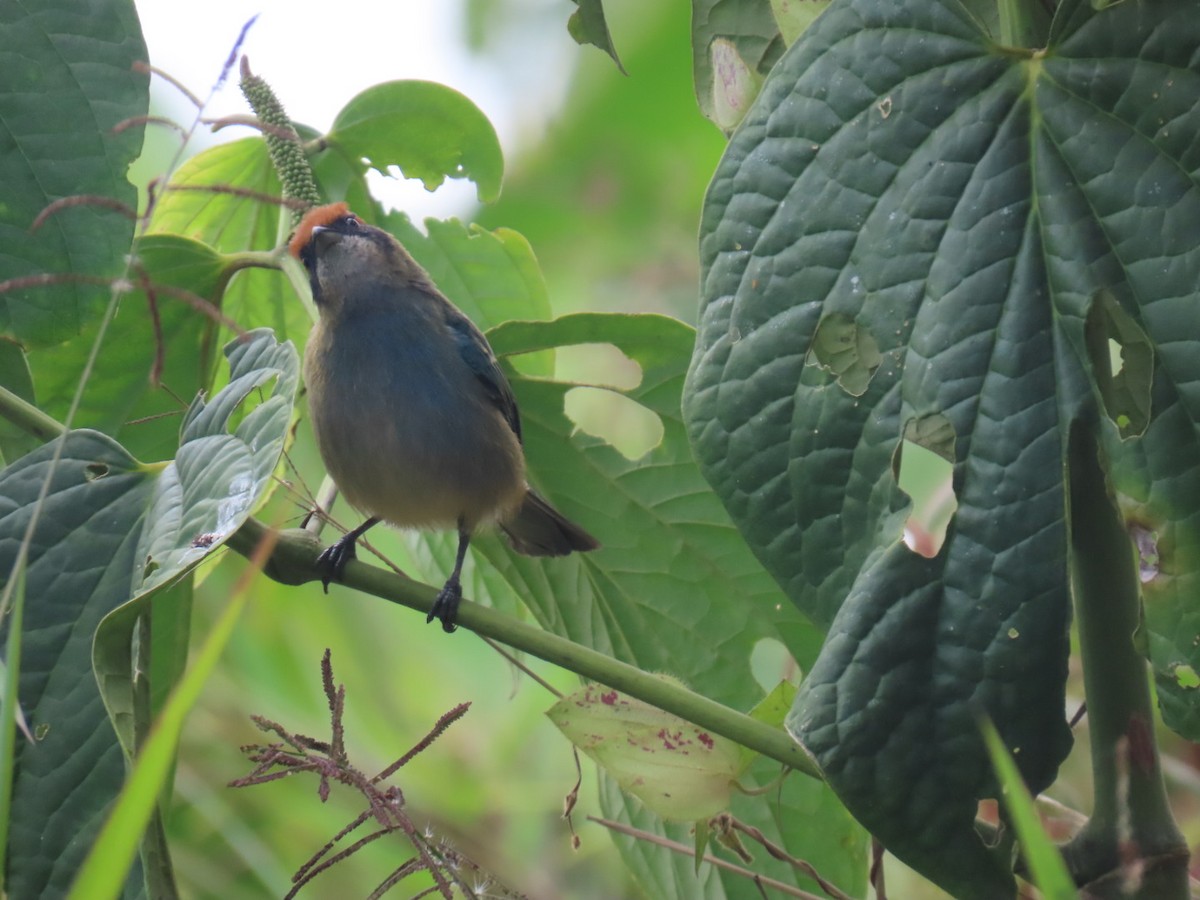 Scrub Tanager - ML646936444