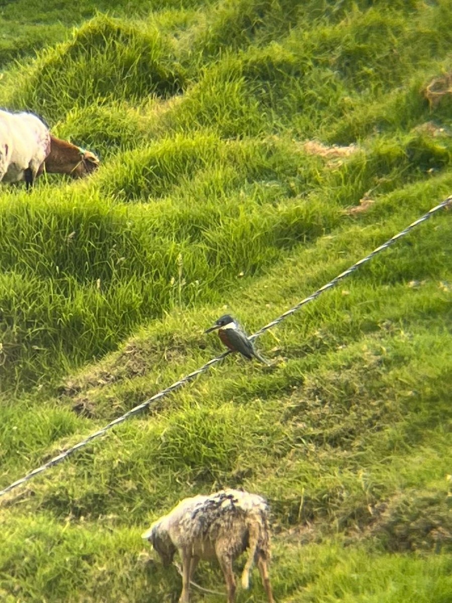 Ringed Kingfisher - ML646936445
