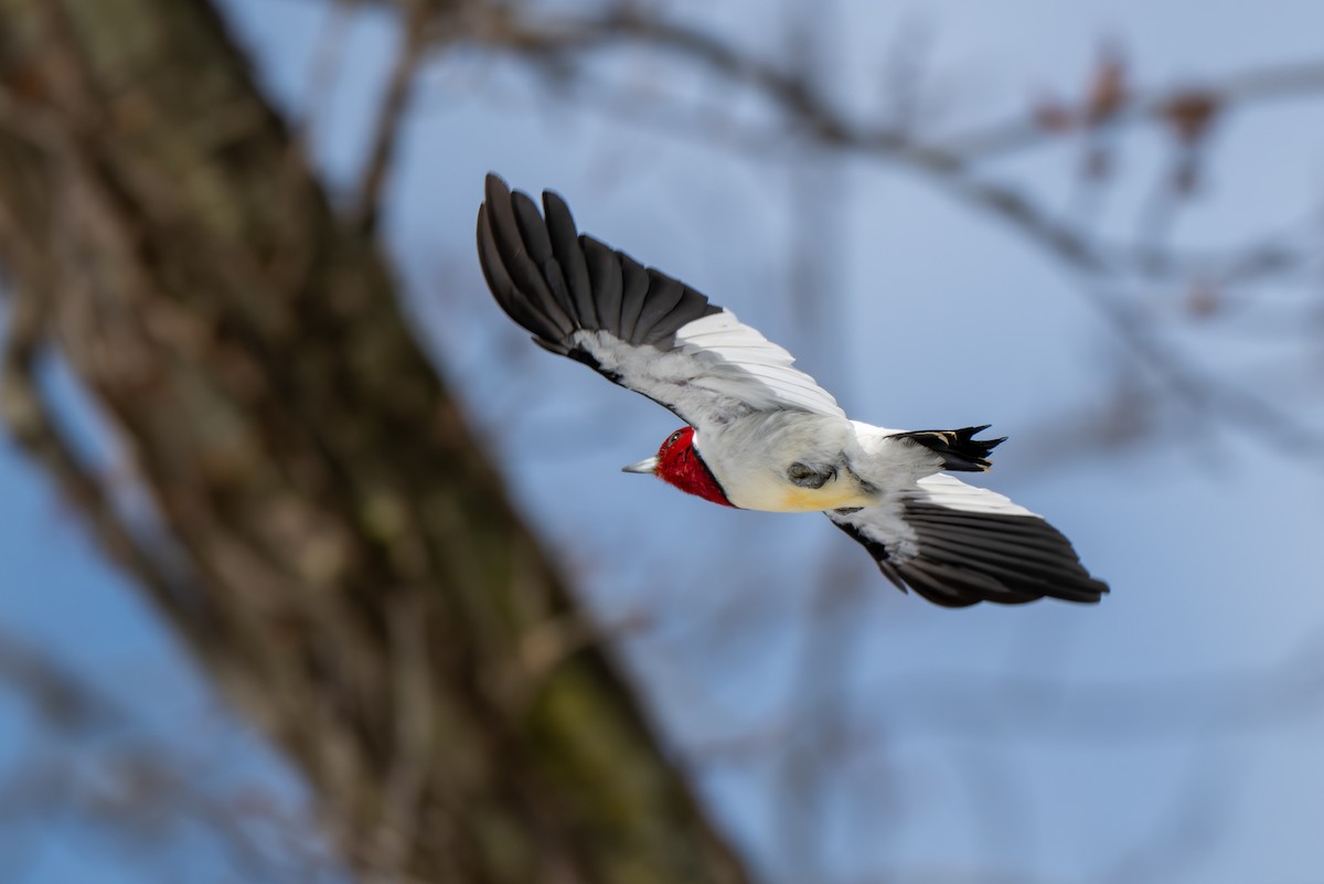 Red-headed Woodpecker - ML646936446