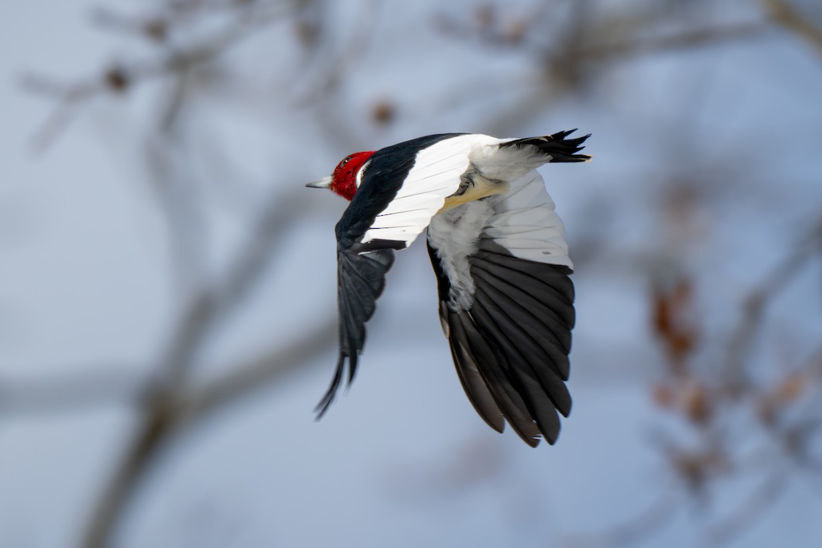 Red-headed Woodpecker - ML646936449