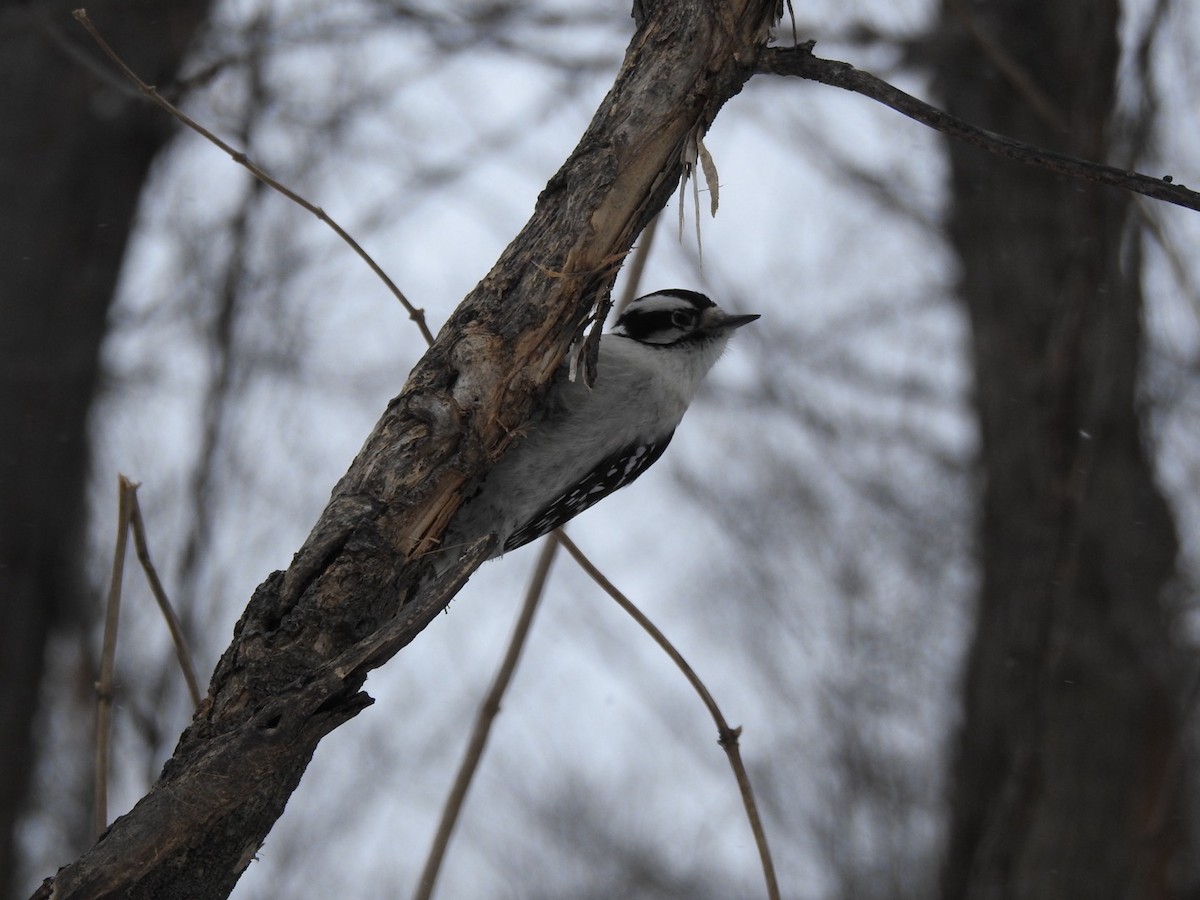 Дятел пухнастий - ML646936453