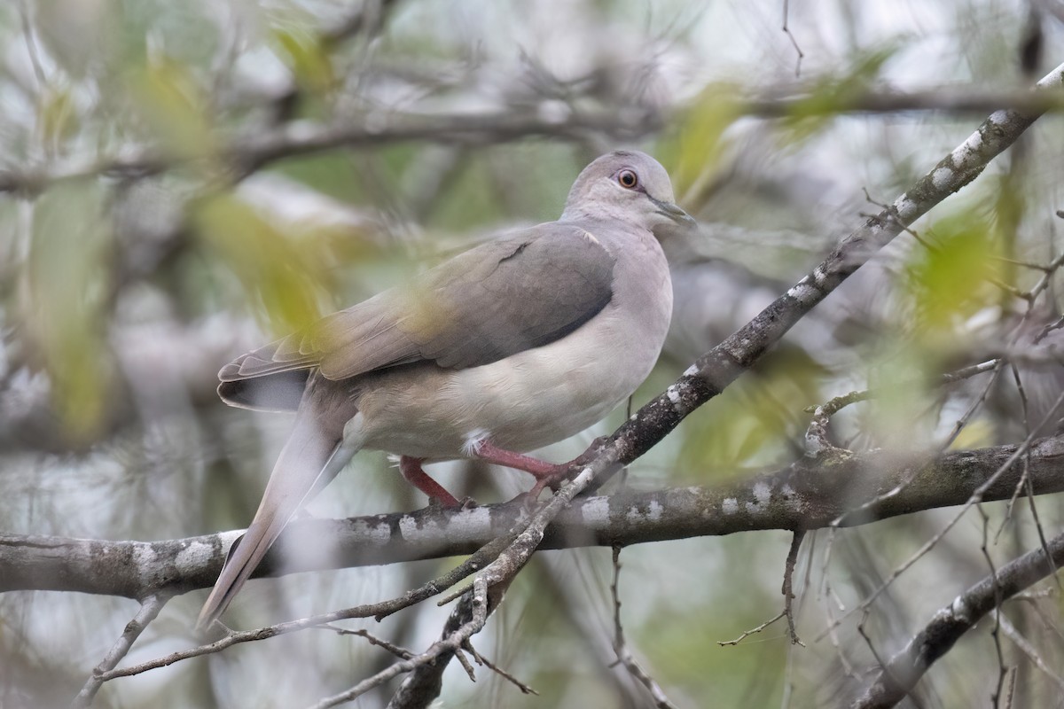 White-tipped Dove - ML646936455