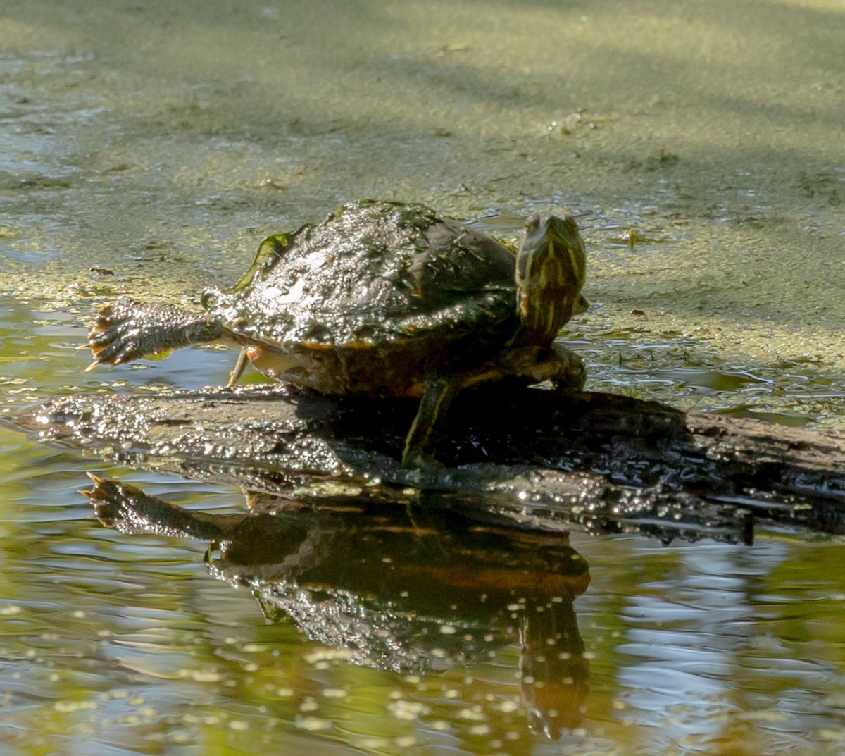 Red-eared Slider - ML646936456