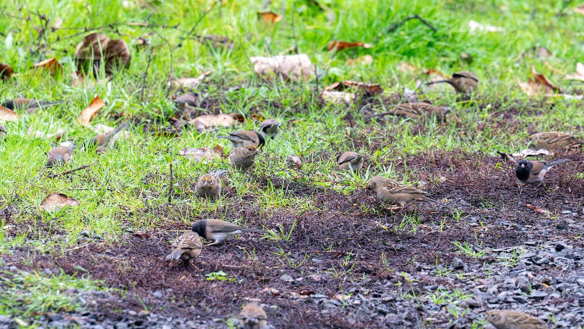 Чернобровая овсянка - ML646936458