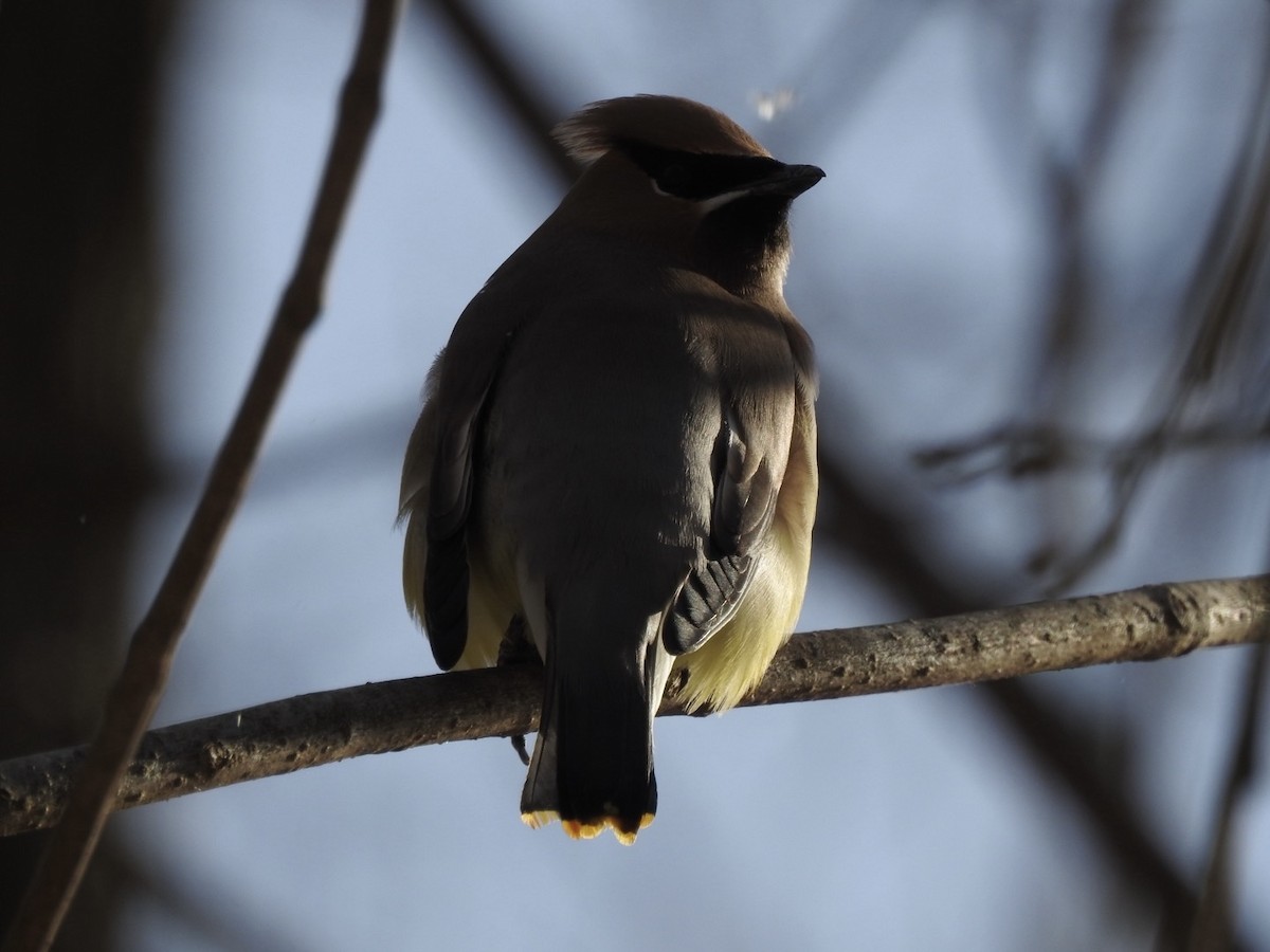 Омелюх американський - ML646936470