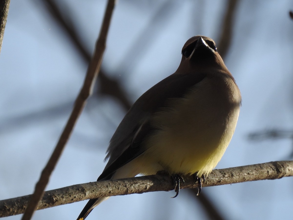 Омелюх американський - ML646936471