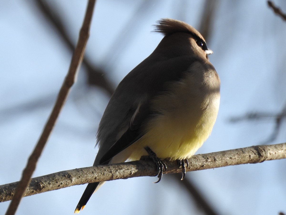 Омелюх американський - ML646936472