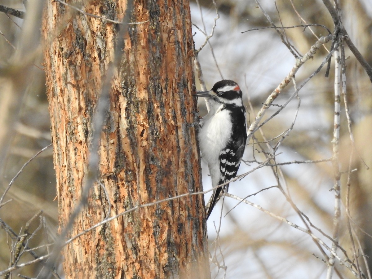 Дятел волохатий - ML646936474