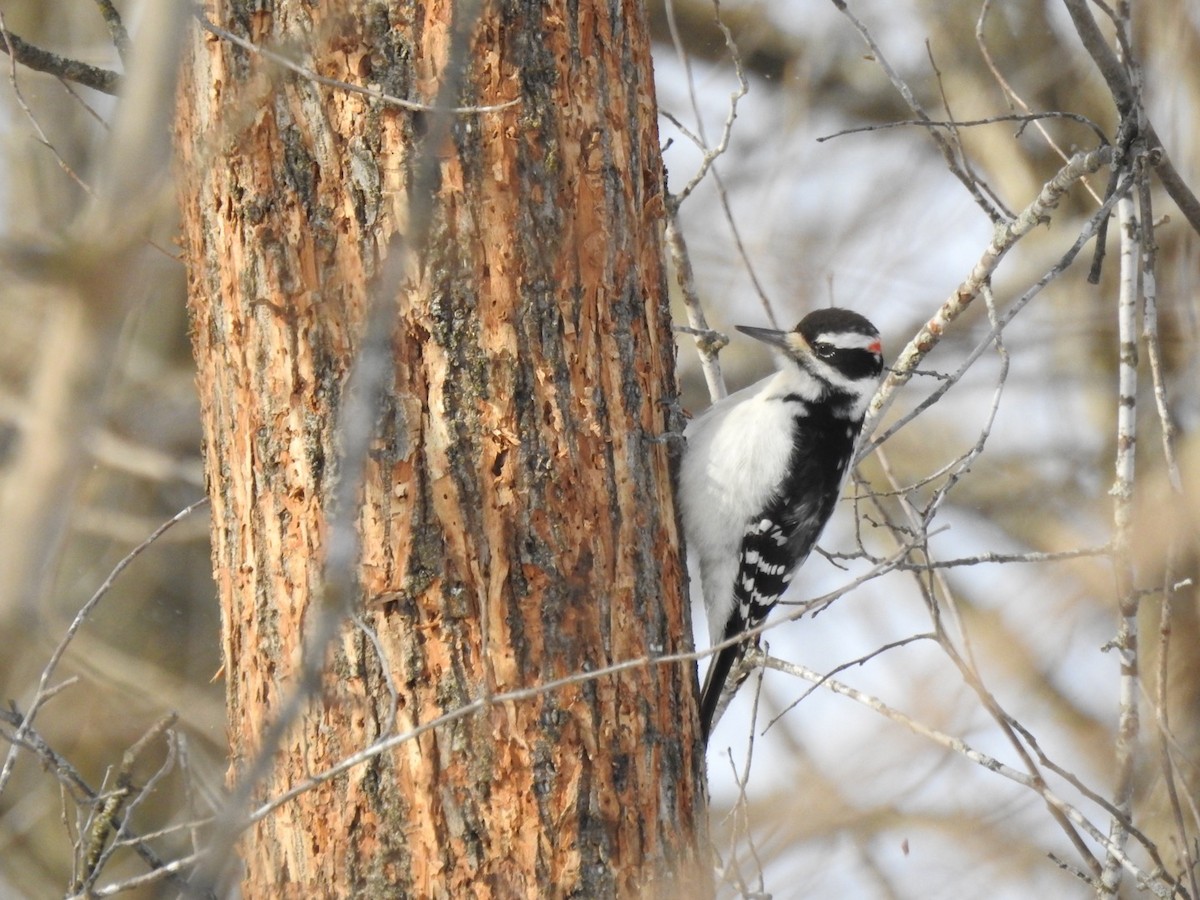 Дятел волохатий - ML646936475
