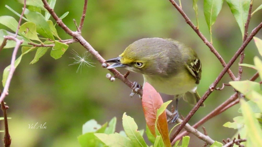 White-eyed Vireo - ML646936477