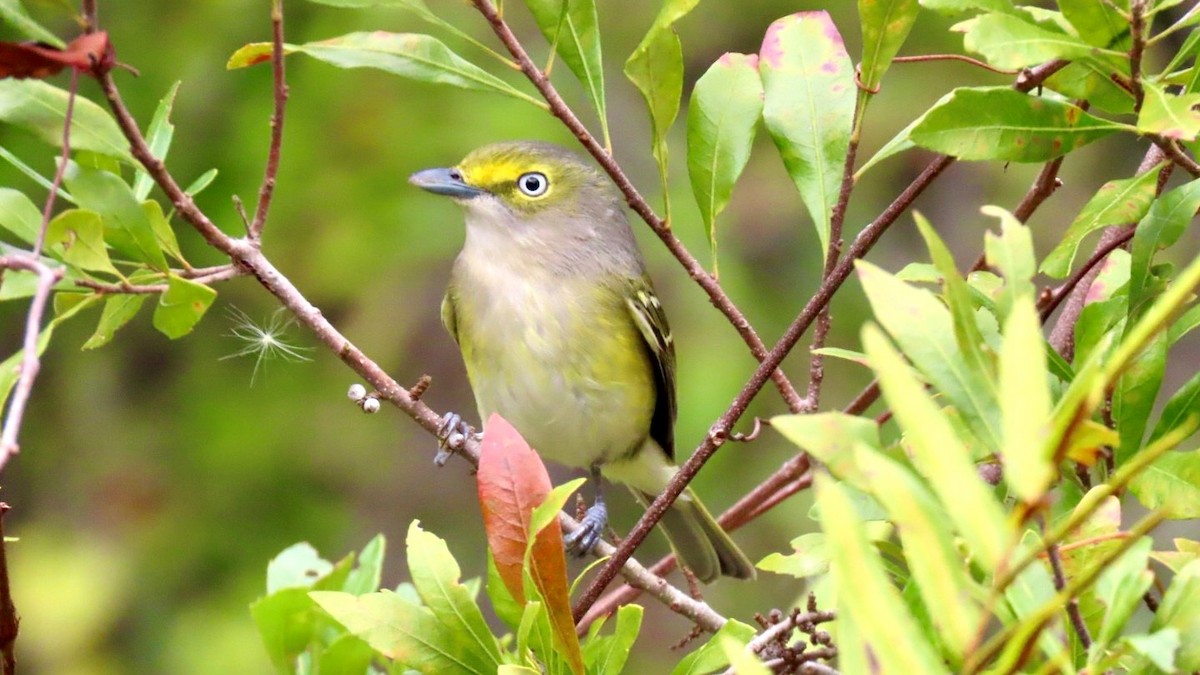 White-eyed Vireo - ML646936479