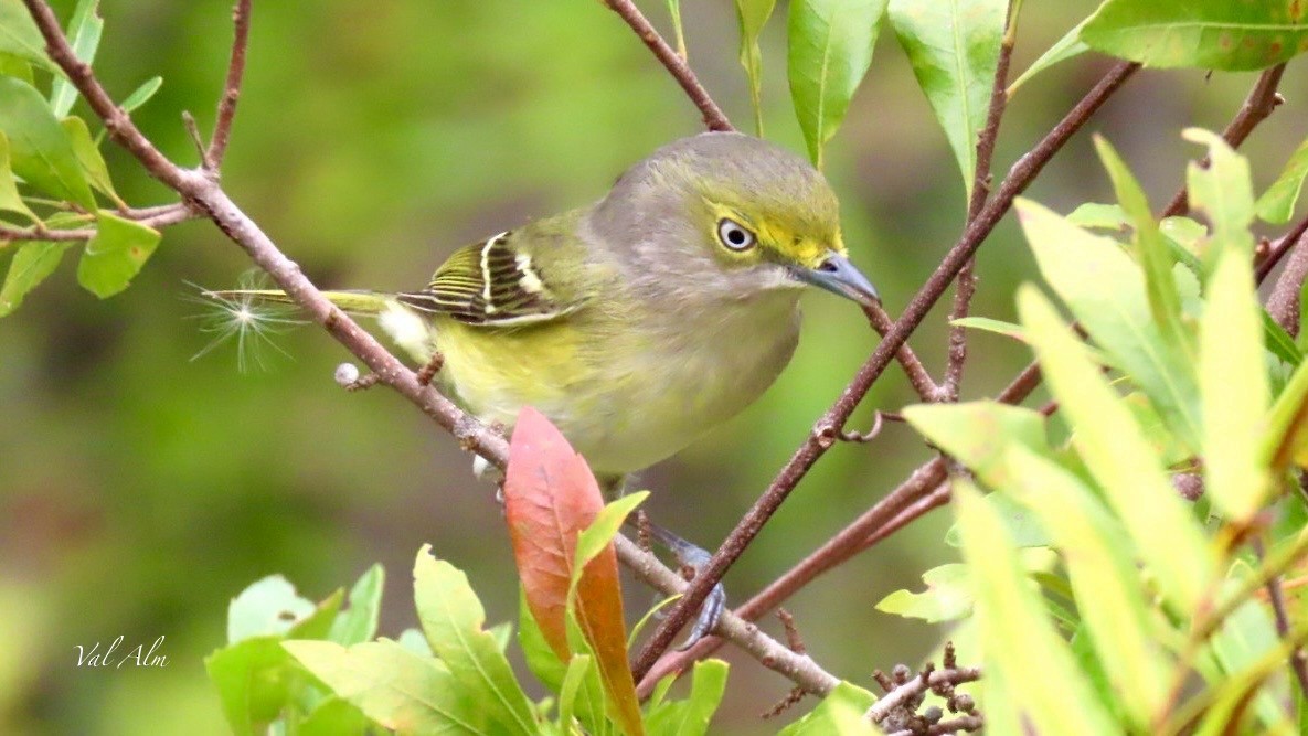 White-eyed Vireo - ML646936480