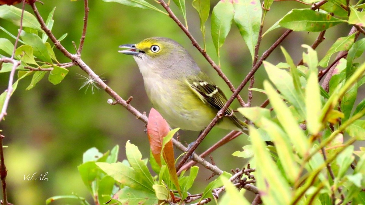 White-eyed Vireo - ML646936483