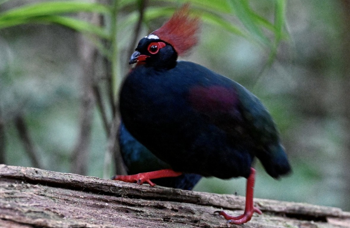 Crested Partridge - ML646936488