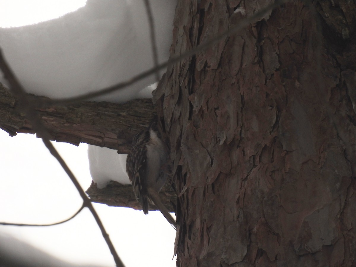 Brown Creeper - ML646936489