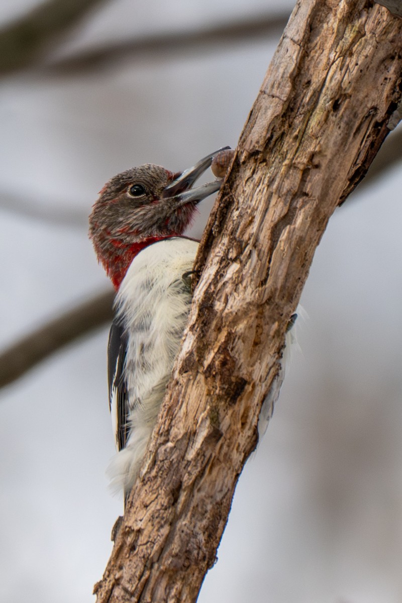 Red-headed Woodpecker - ML646936491