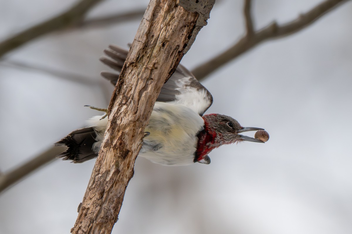 Red-headed Woodpecker - ML646936492