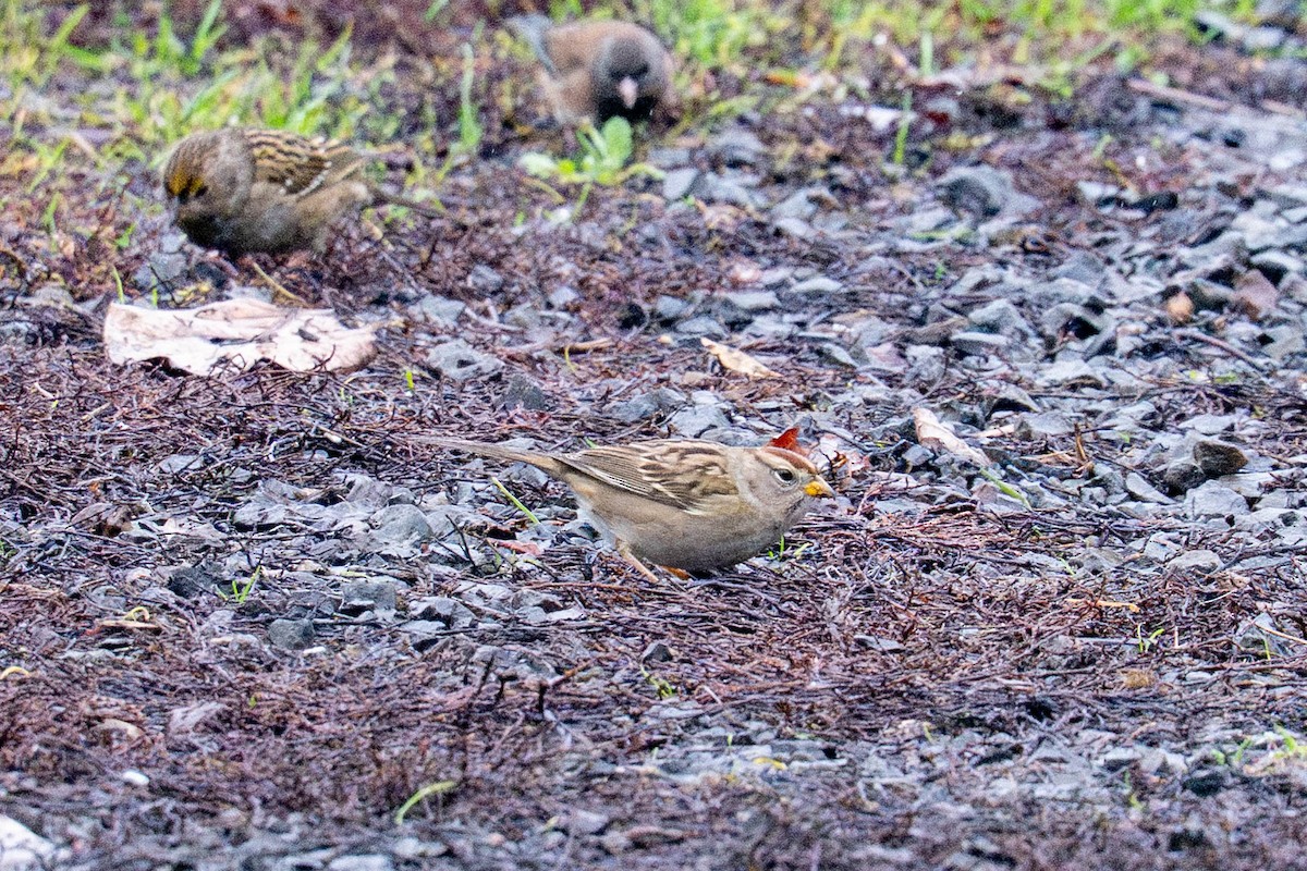 Белобровая овсянка - ML646936493
