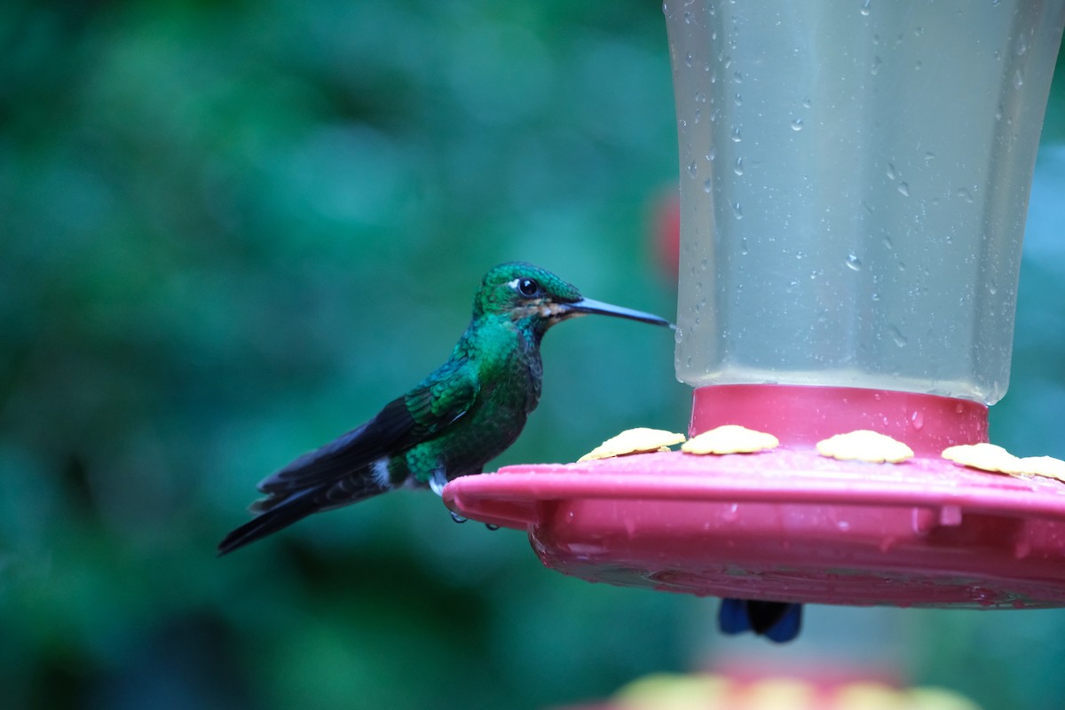 Green-crowned Brilliant - ML646936497