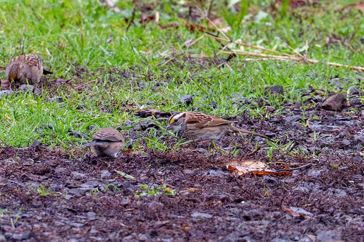 Белогорлая зонотрихия - ML646936500