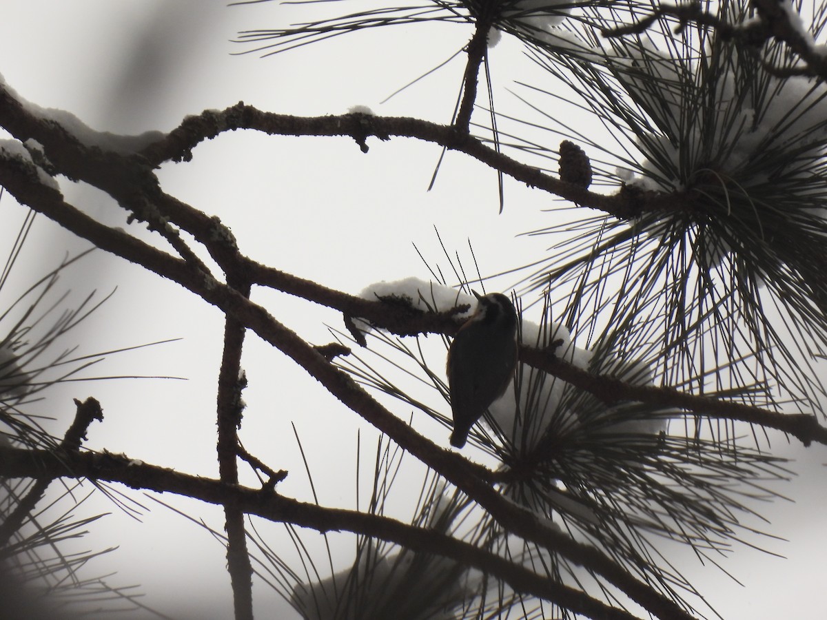 Red-breasted Nuthatch - ML646936505