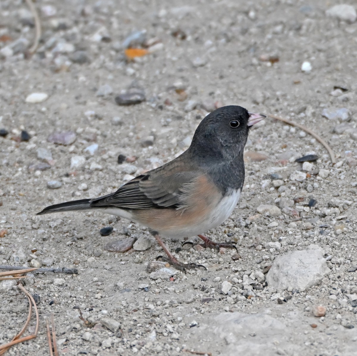 Dark-eyed Junco - ML646936506