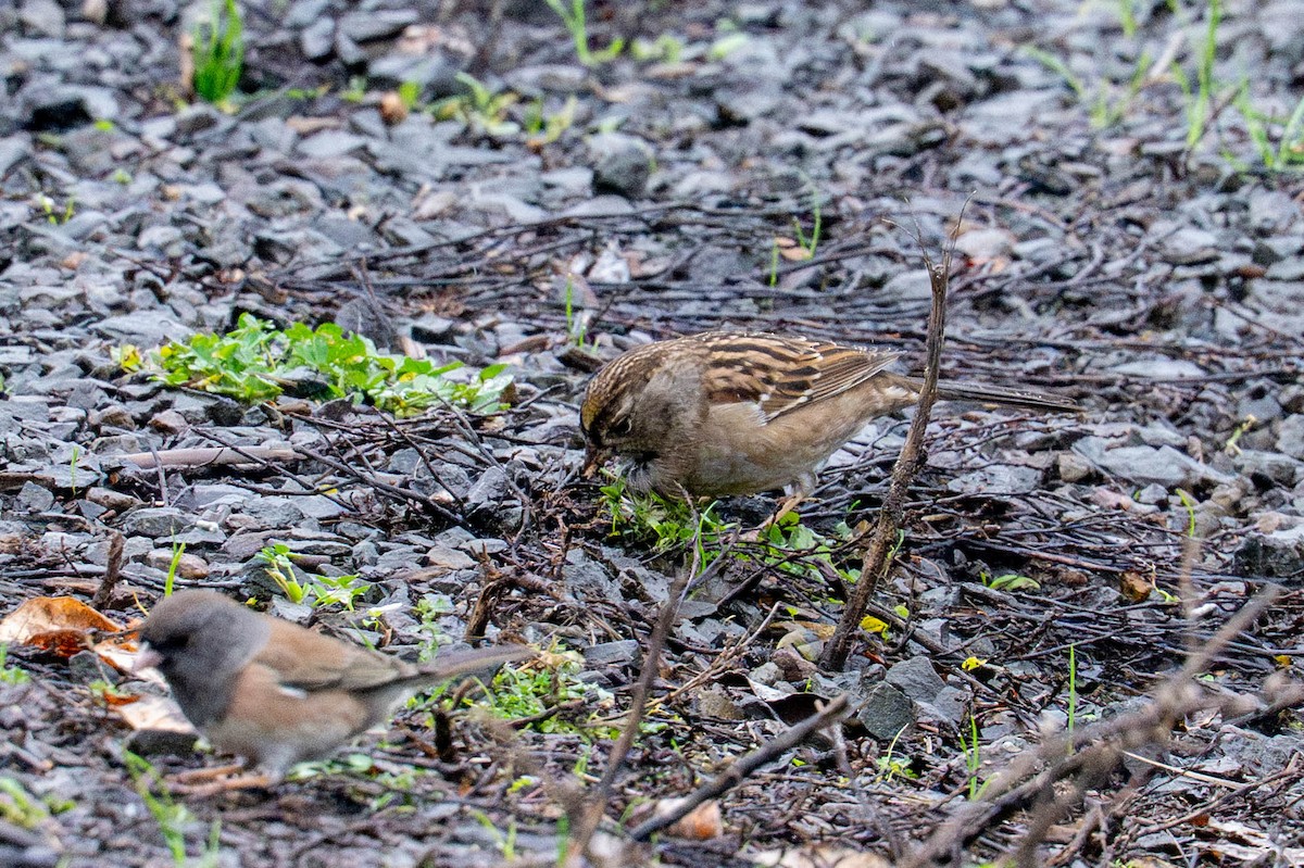 Чернобровая овсянка - ML646936516