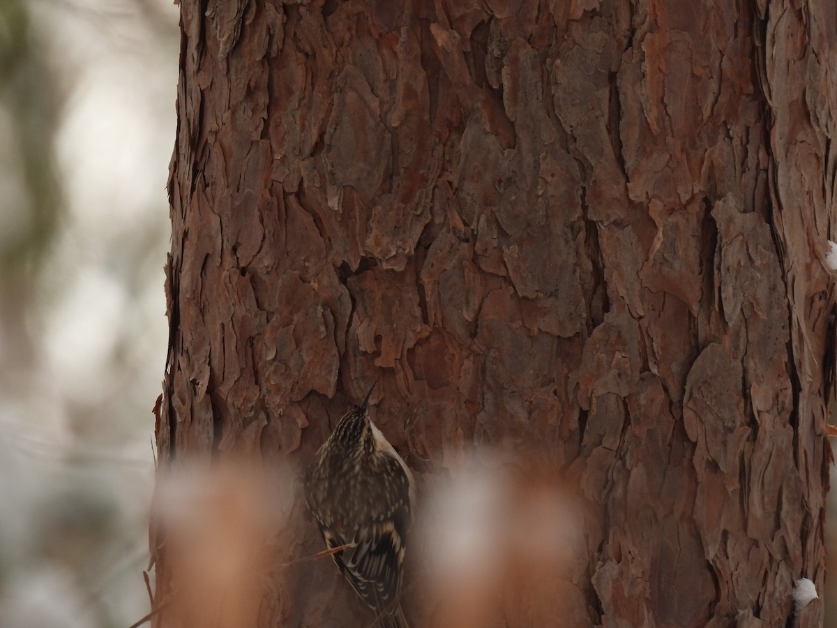 Brown Creeper - ML646936521