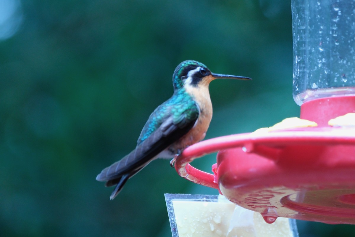 Purple-throated Mountain-gem - ML646936525