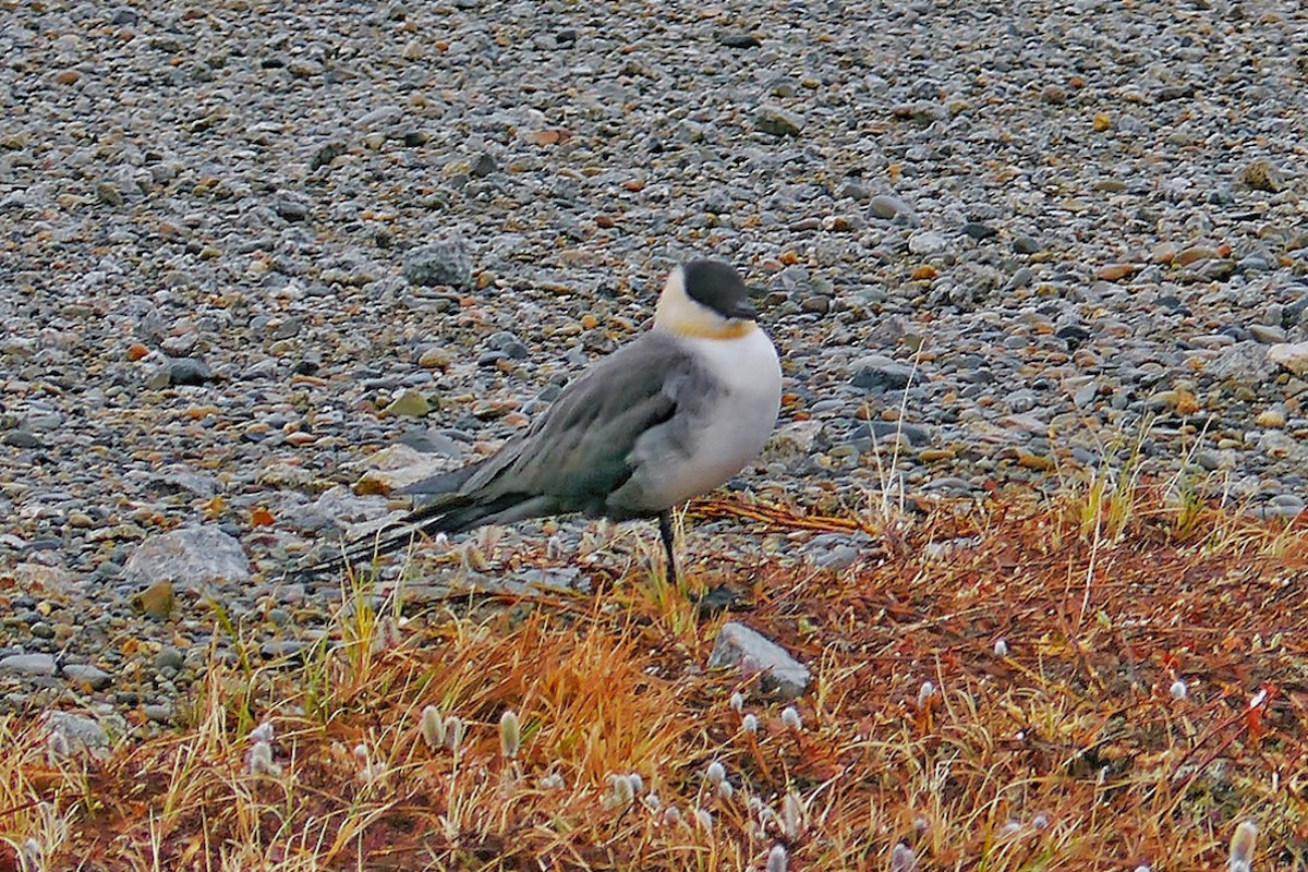 Labbe à longue queue - ML646936526