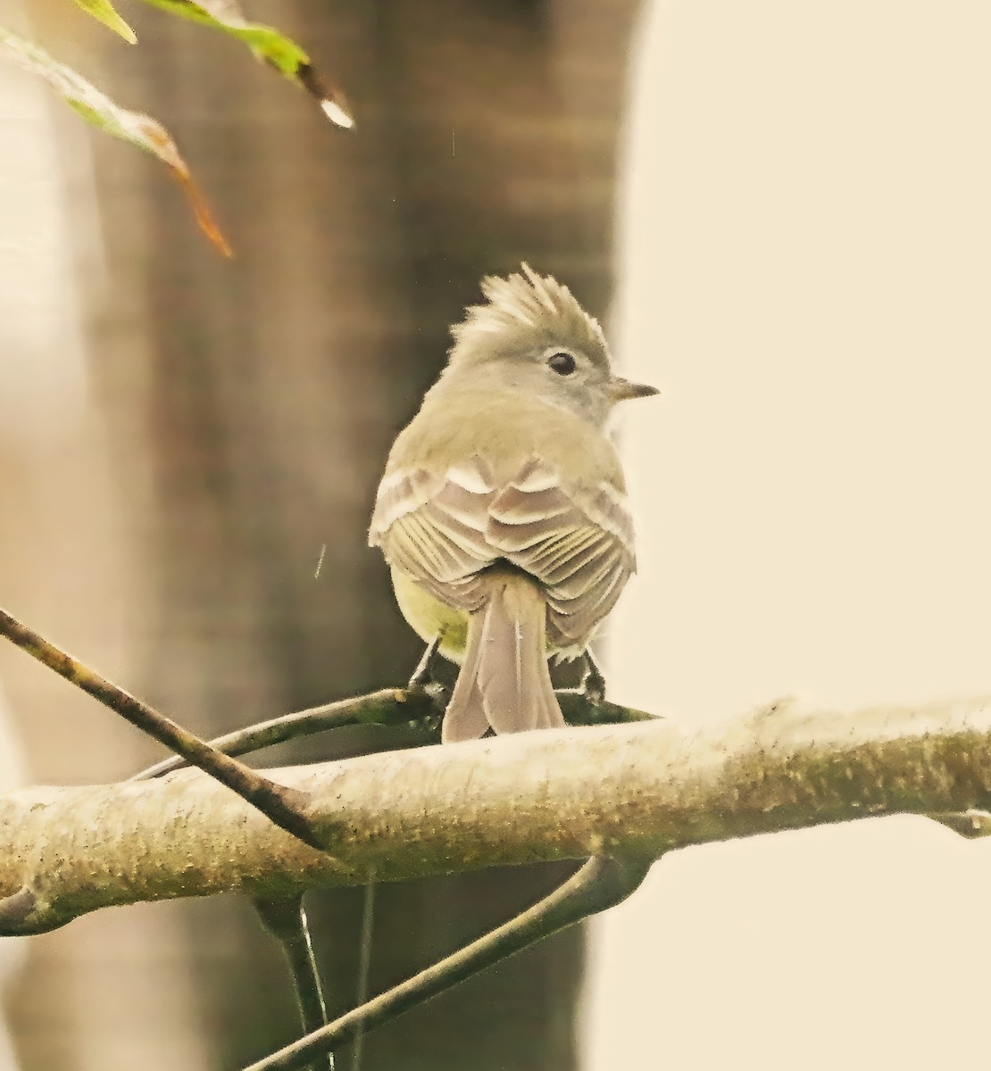 Yellow-bellied Elaenia - ML646936527