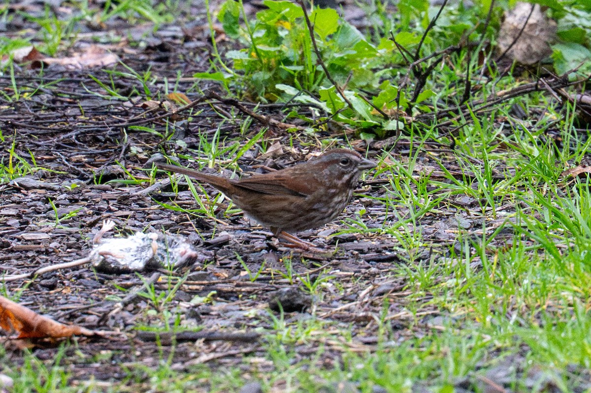 Певчая овсянка - ML646936531