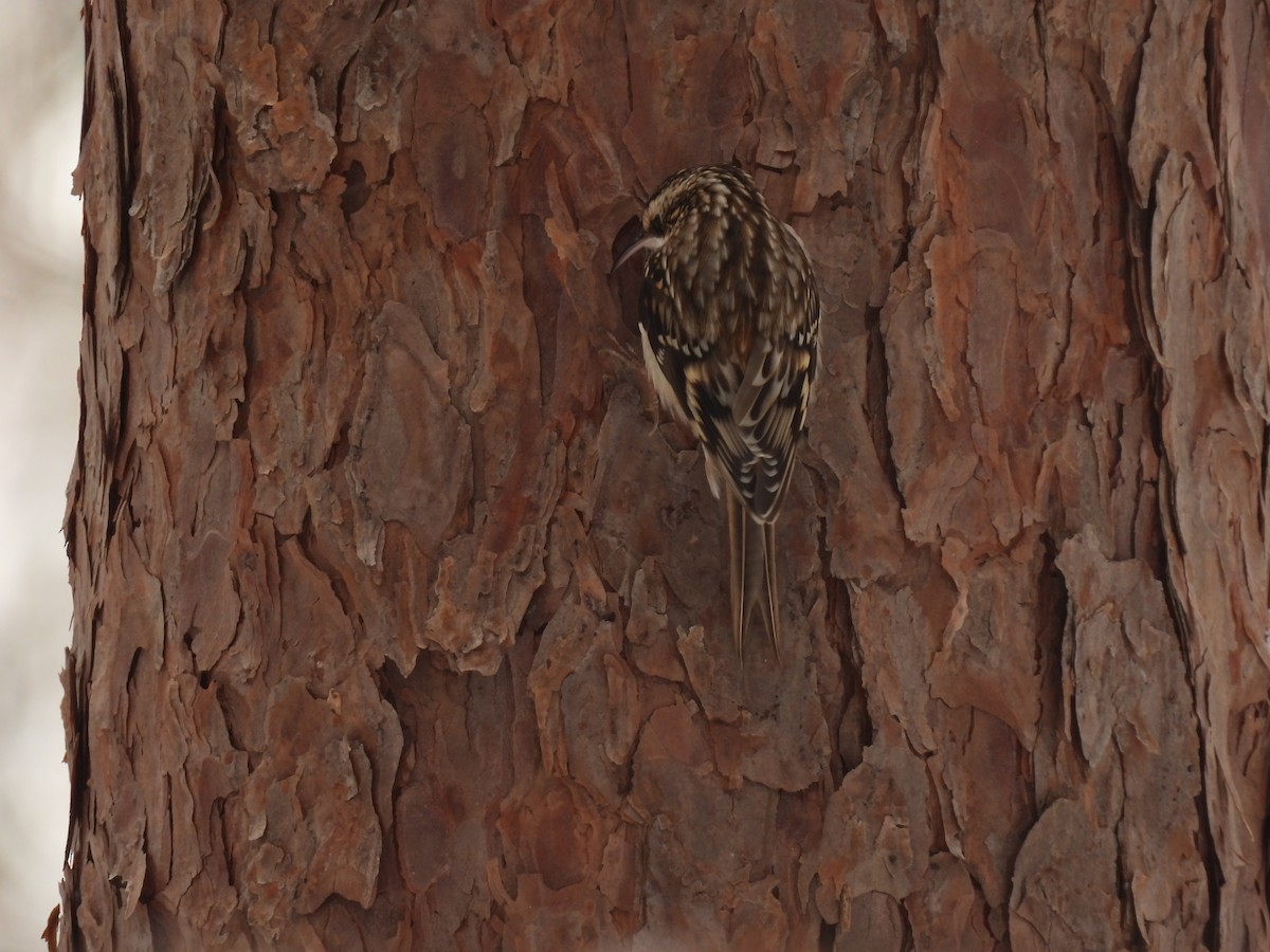 Brown Creeper - ML646936532