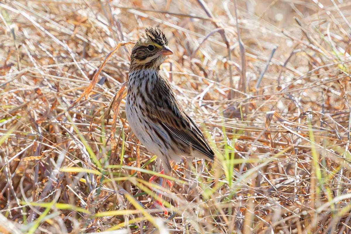 Savannah Sparrow - ML646936533