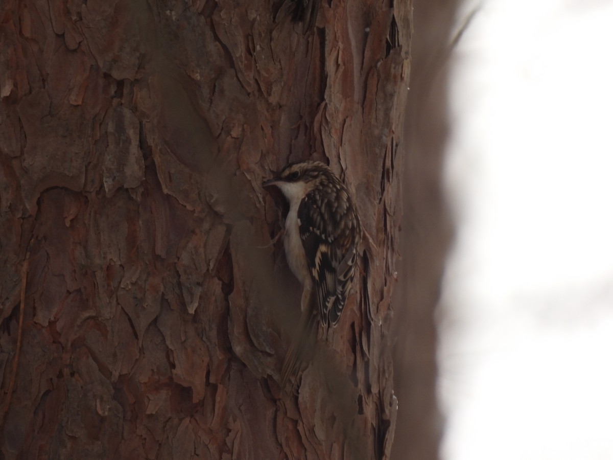 Brown Creeper - ML646936537