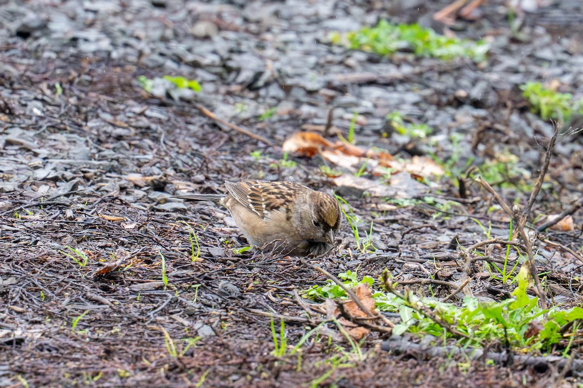 Чернобровая овсянка - ML646936538